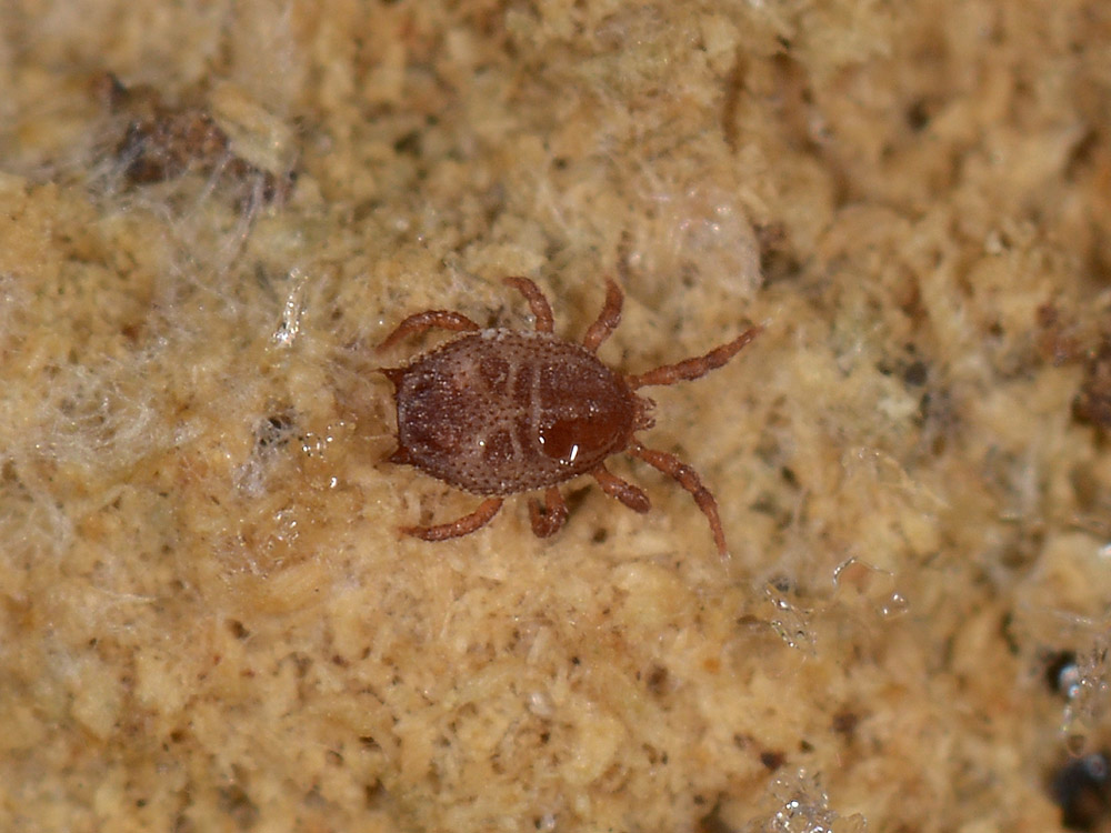 Acaro o zecca? Acaro Mesostigmata Sejidae: Sejus sp.